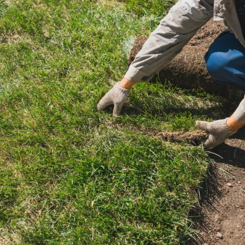 Residential Sod Installation project results in Golden Gate Florida